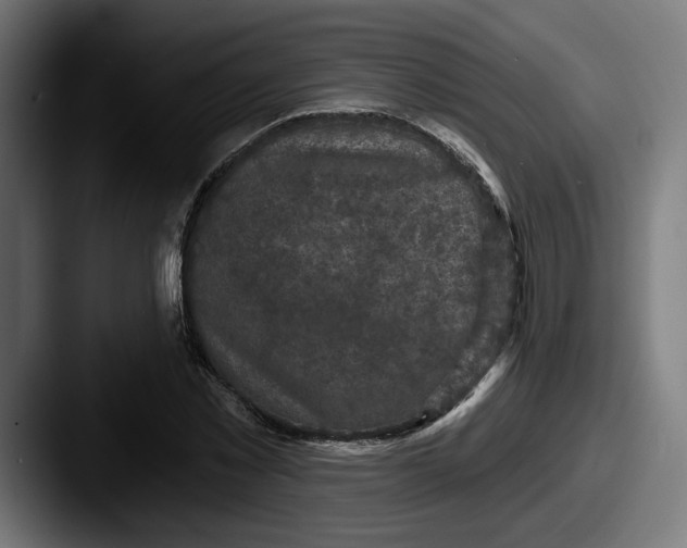 X0000087530781200705181030