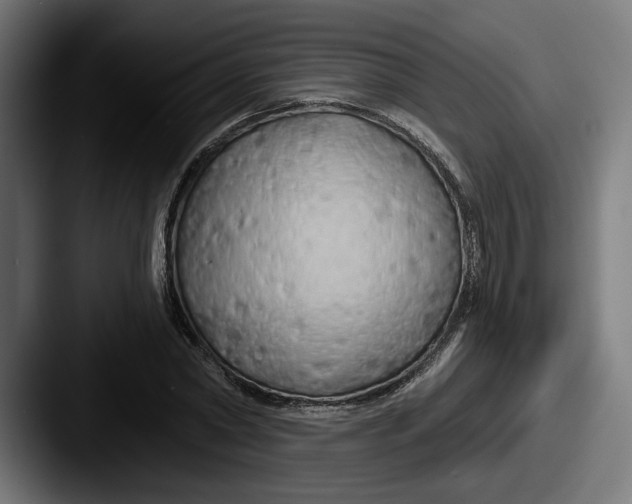 X0000087530782200705181030