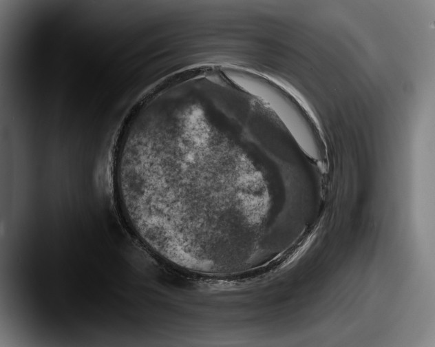 X0000087530783200705181030