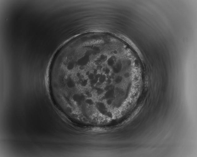 X0000087530787200705181030