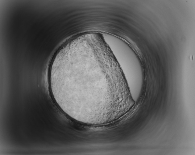 X0000087530796200705181029