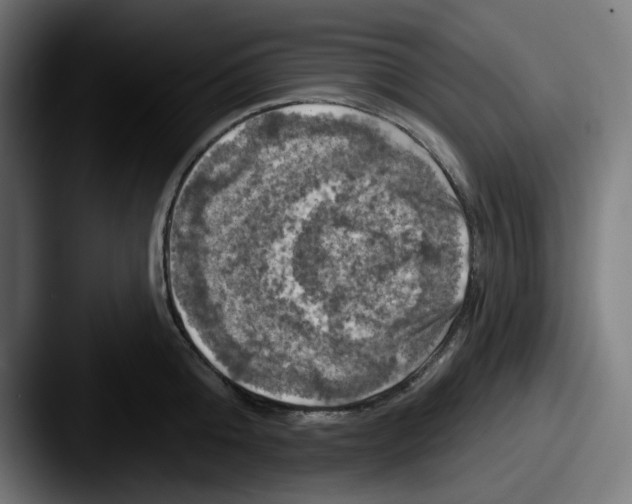 X0000087530808200705181029