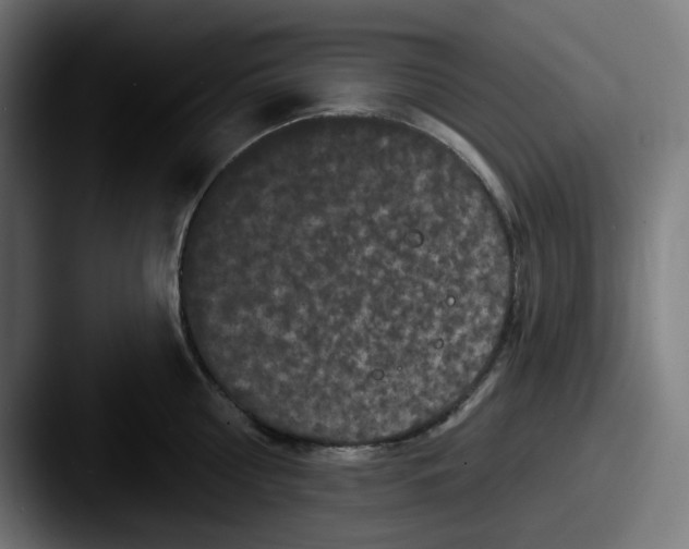 X0000087530810200705181029