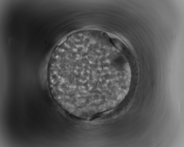 X0000087530816200705181029