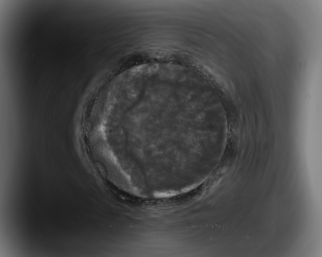 X0000087530817200705181029