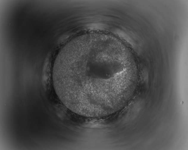 X0000087530824200705181029