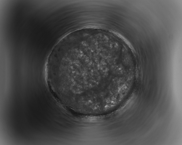 X0000087530829200705181029