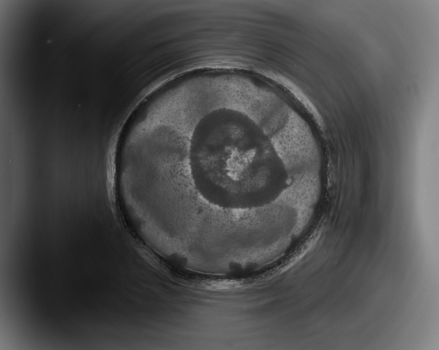 X0000087530837200705181029