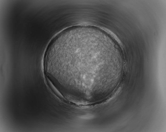 X0000087530839200705181029