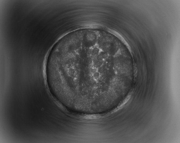 X0000087530843200705181029