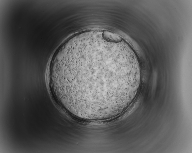 X0000087530844200705181029