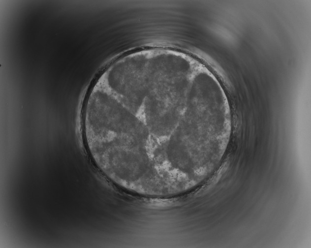 X0000087530848200705181029