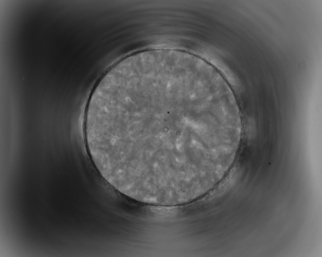 X0000087530856200705181029