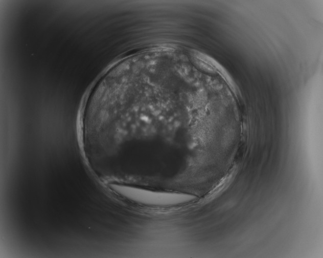 X0000087530859200705181029