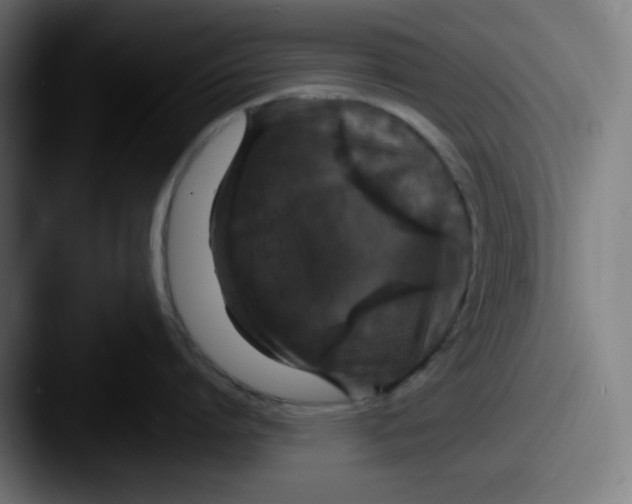 X0000087530864200705181029