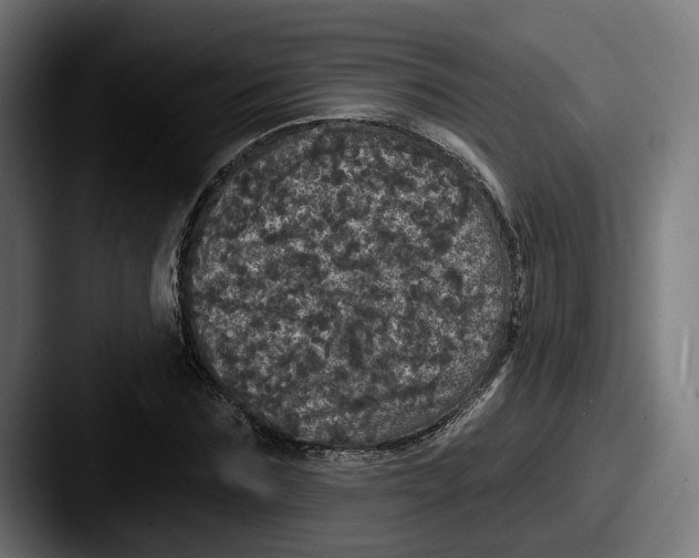 X0000087530875200705181029