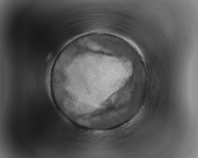 X0000087530903200705181028