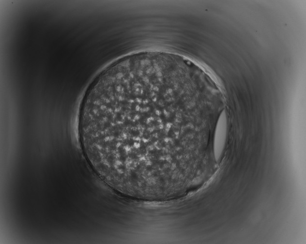 X0000087530904200705181028