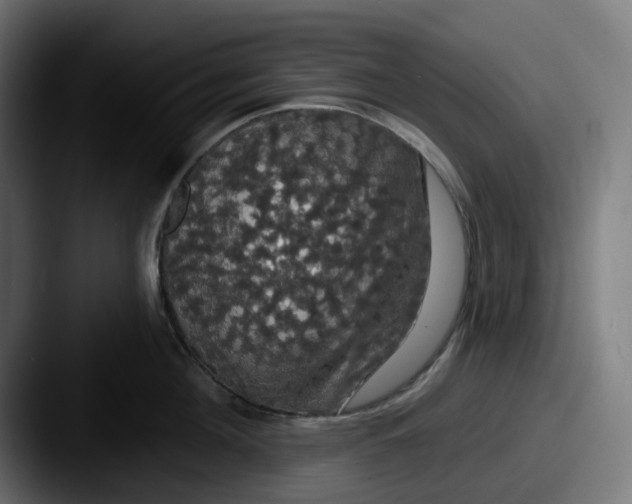 X0000087530908200705181028