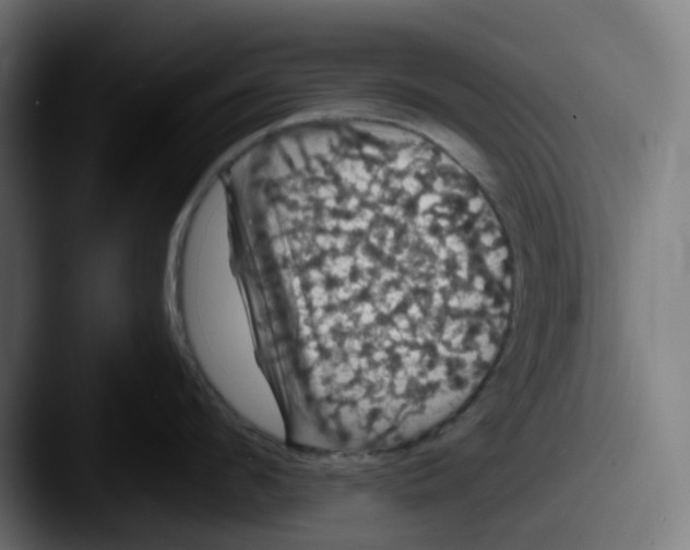 X0000087530912200705181028