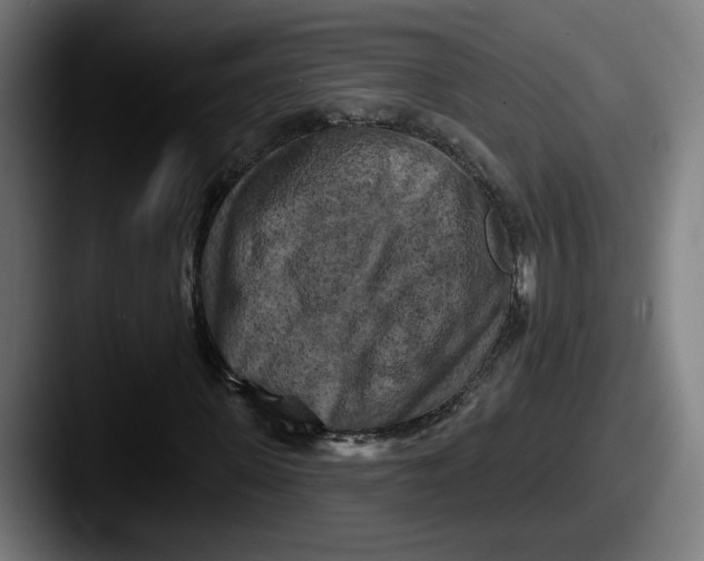 X0000087530915200705181028