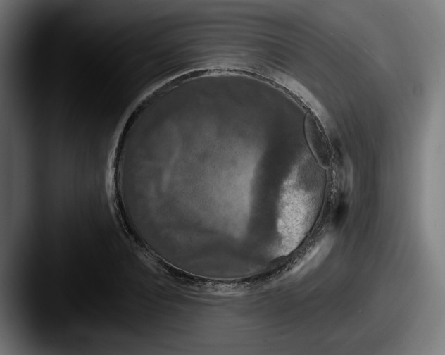 X0000087530928200705181028