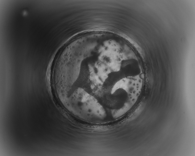 X0000087530933200705181028