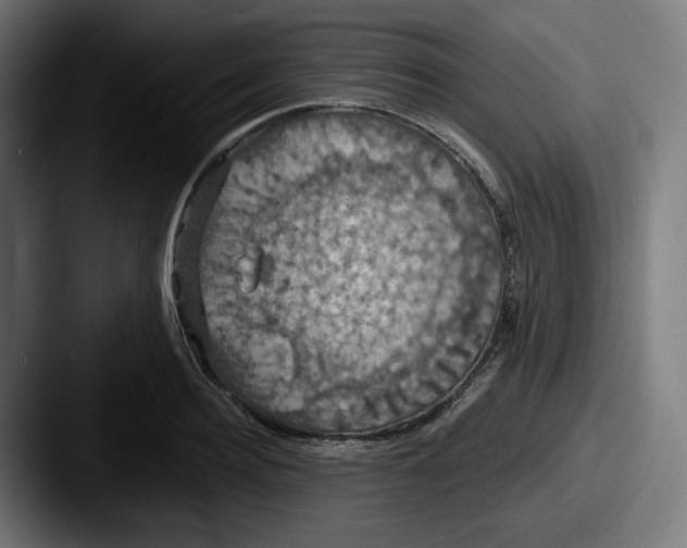 X0000087530940200705181028