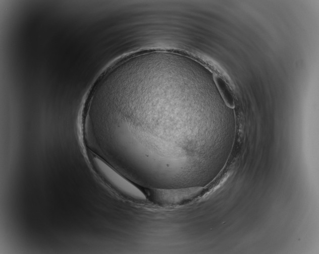 X0000087530942200705181028