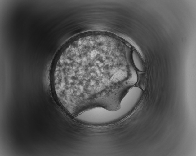 X0000087530972200705181027