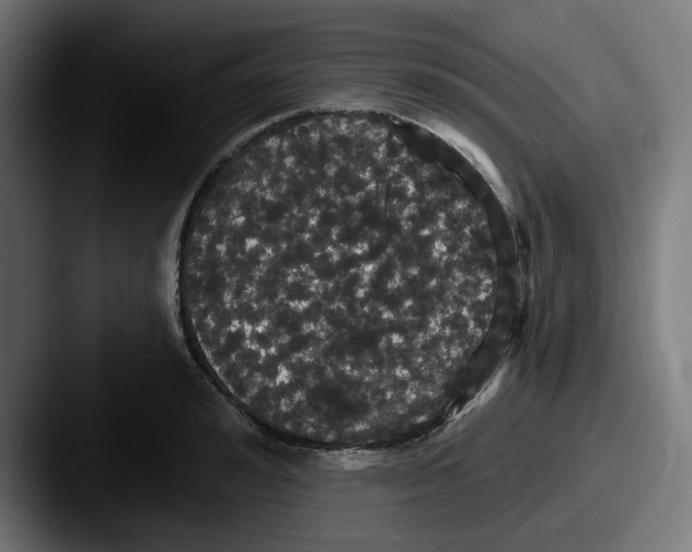 X0000087530992200705181027