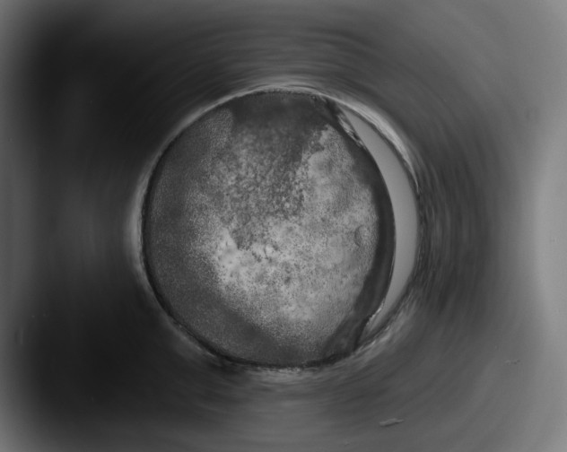 X0000087530999200705181027