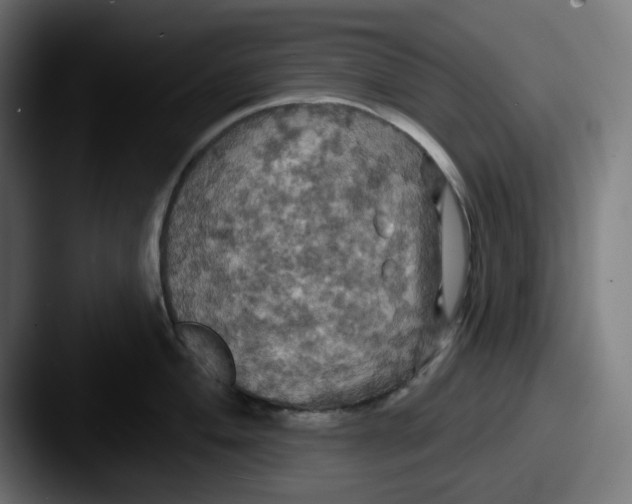 X0000087531004200705181027