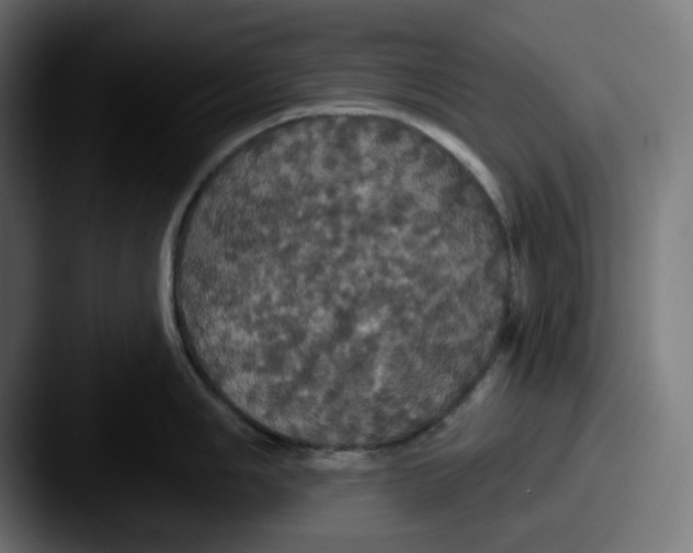 X0000087531006200705181027