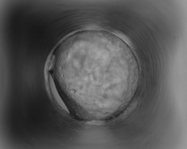 X0000087531008200705181027