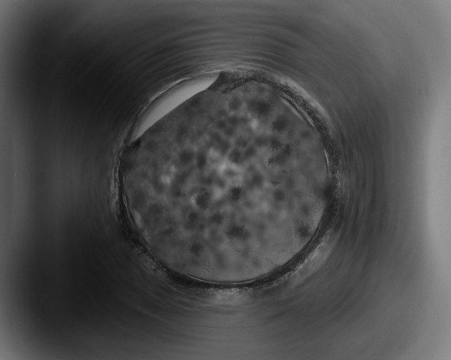 X0000087531025200705181027