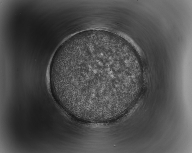 X0000087531032200705181027