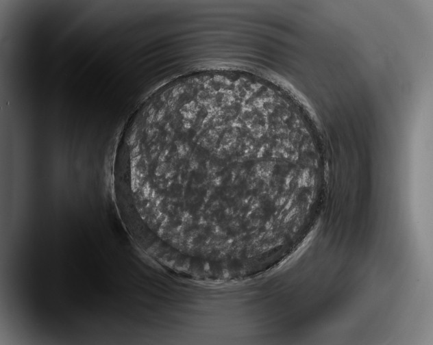 X0000087531033200705181027