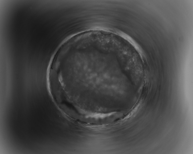 X0000087531048200705181027