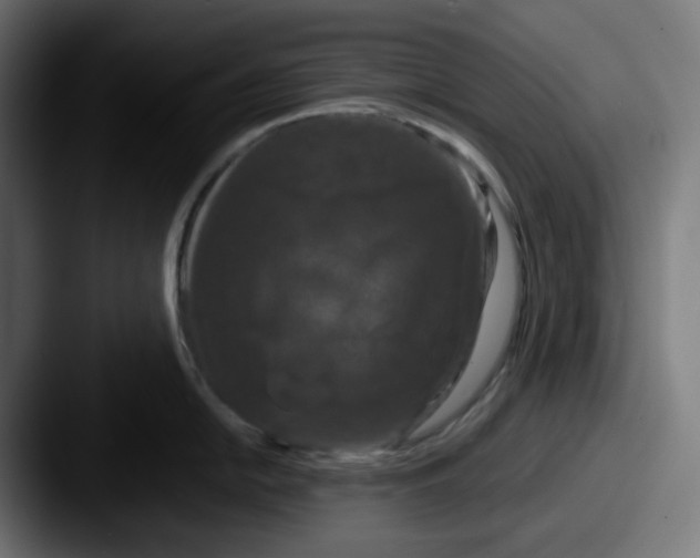 X0000087531054200705181027