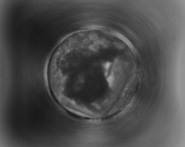 X0000087531055200705181027