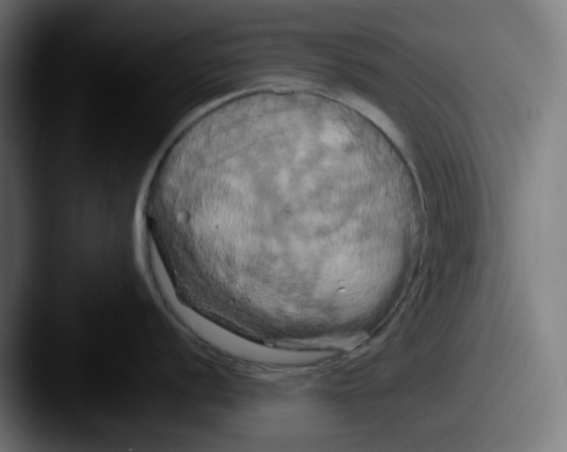 X0000087531056200705181027