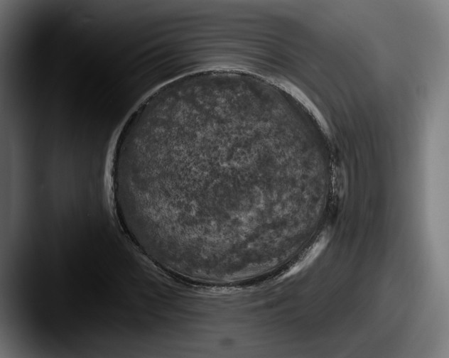 X0000087531068200705181026