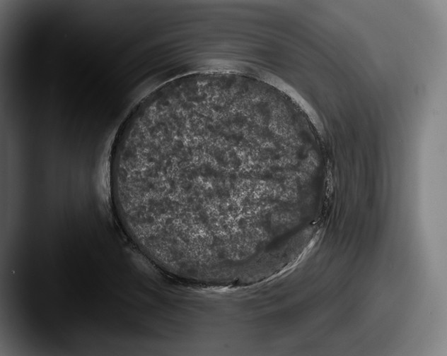 X0000087531075200705181026