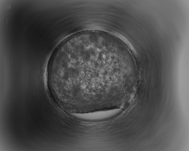 X0000087531076200705181026