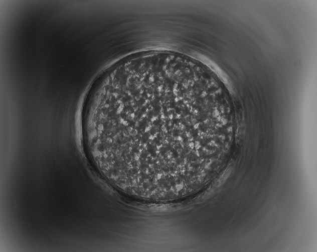 X0000087531080200705181026