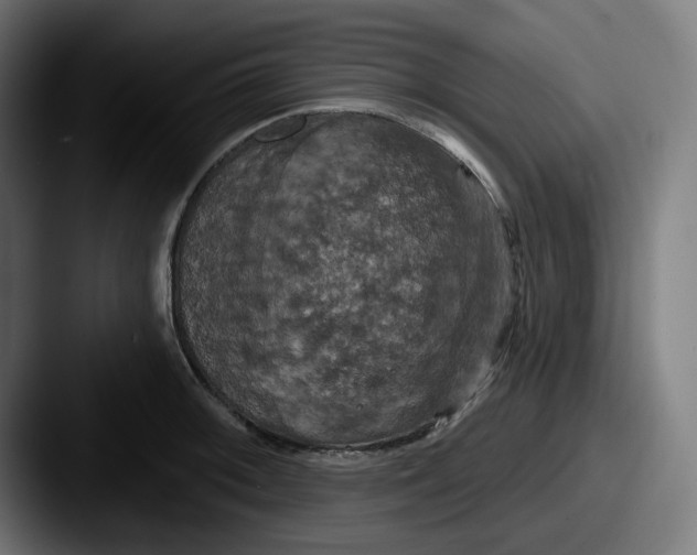 X0000087531092200705181026