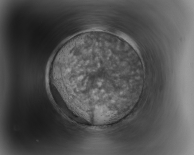 X0000087531104200705181026