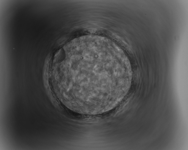 X0000087531105200705181025