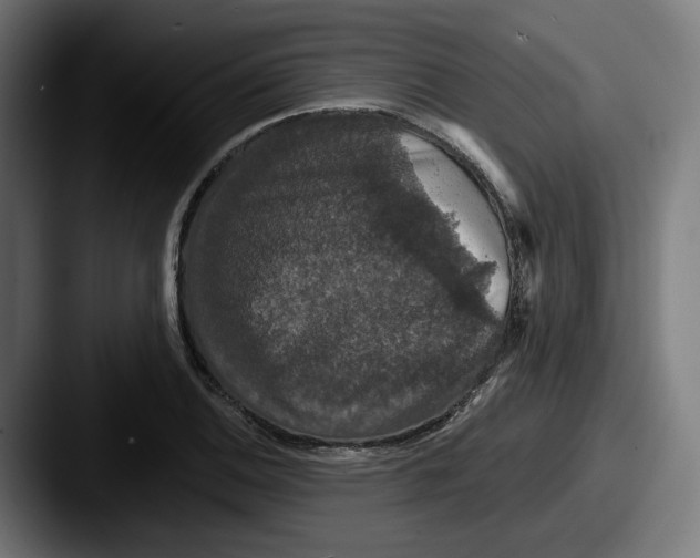 X0000087531124200705181026